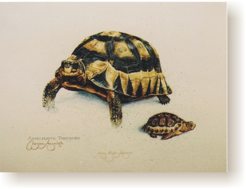 th_cape_angulate_tortoise.jpg (75786 bytes)