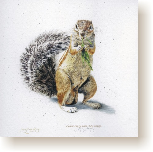 th_cape_ground_squirrel.jpg (71848 bytes)