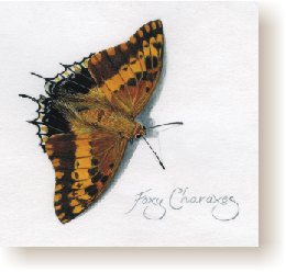 Foxy Charaxes