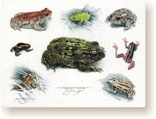 th_frogs_toads.jpg (77008 bytes)