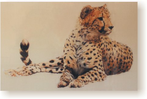 Lying Cheetah II