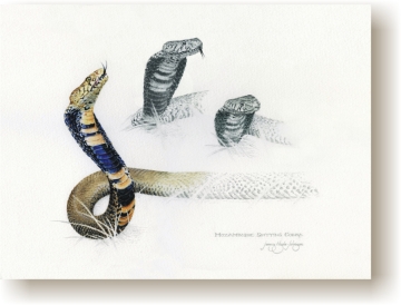 th_moz_spit.jpg (57622 bytes)