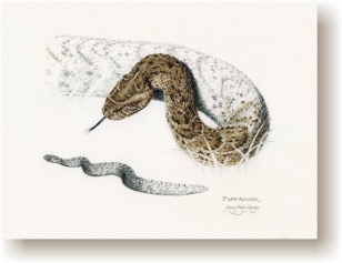 th_puffadder.jpg (46782 bytes)