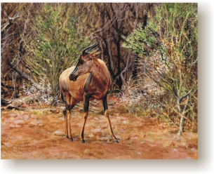 th_tsessebe.jpg (75890 bytes)