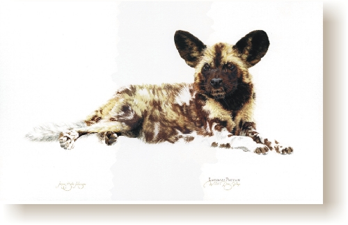 Wild Dog Pup III