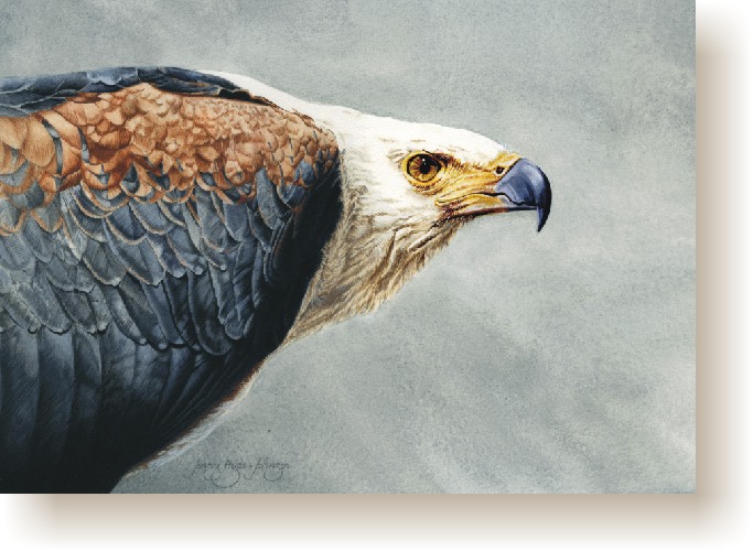 th_african_fish_eagle01.jpg (98313 bytes)