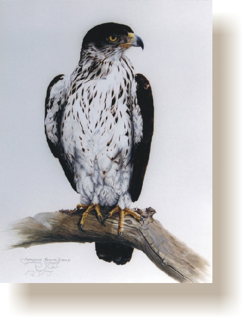 th_african_hawk_eagle.jpg (80224 bytes)