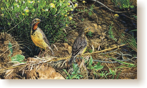 th_cape_longclaw.jpg (94280 bytes)