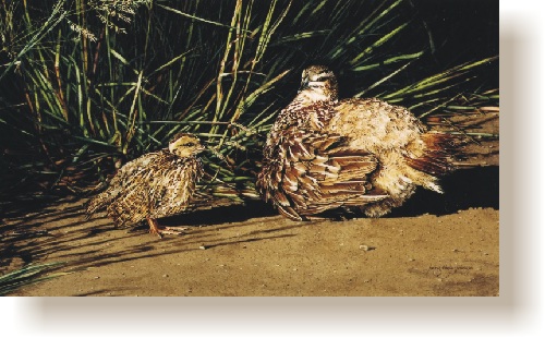 th_crested_francolin_and_chick.jpg (80573 bytes)
