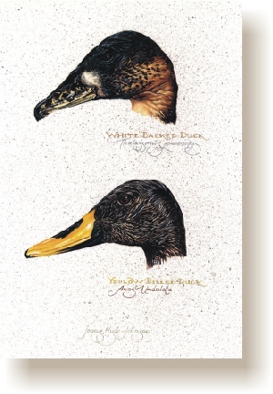 th_duck_heads.jpg (76547 bytes)