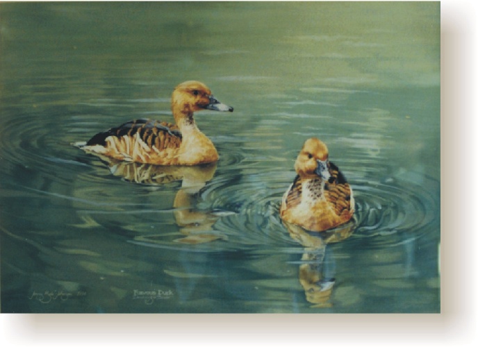 th_fulvous_duck02.jpg (93048 bytes)