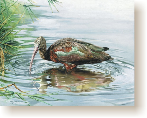 th_glossy_ibis.jpg (100853 bytes)