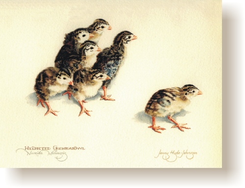 th_helmeted_guineafowl_chicks.jpg (67346 bytes)