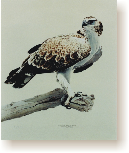 th_imm_martial_eagle.jpg (107056 bytes)