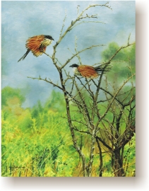 th_kam_kam.jpg (52573 bytes)