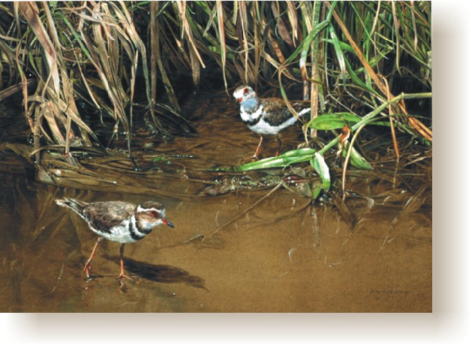 th_three_banded_plovers.jpg (96509 bytes)