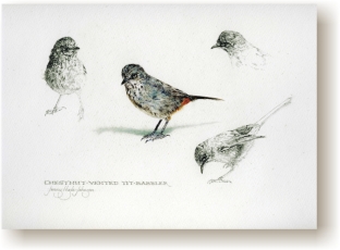 th_tit_babbler.jpg (40740 bytes)