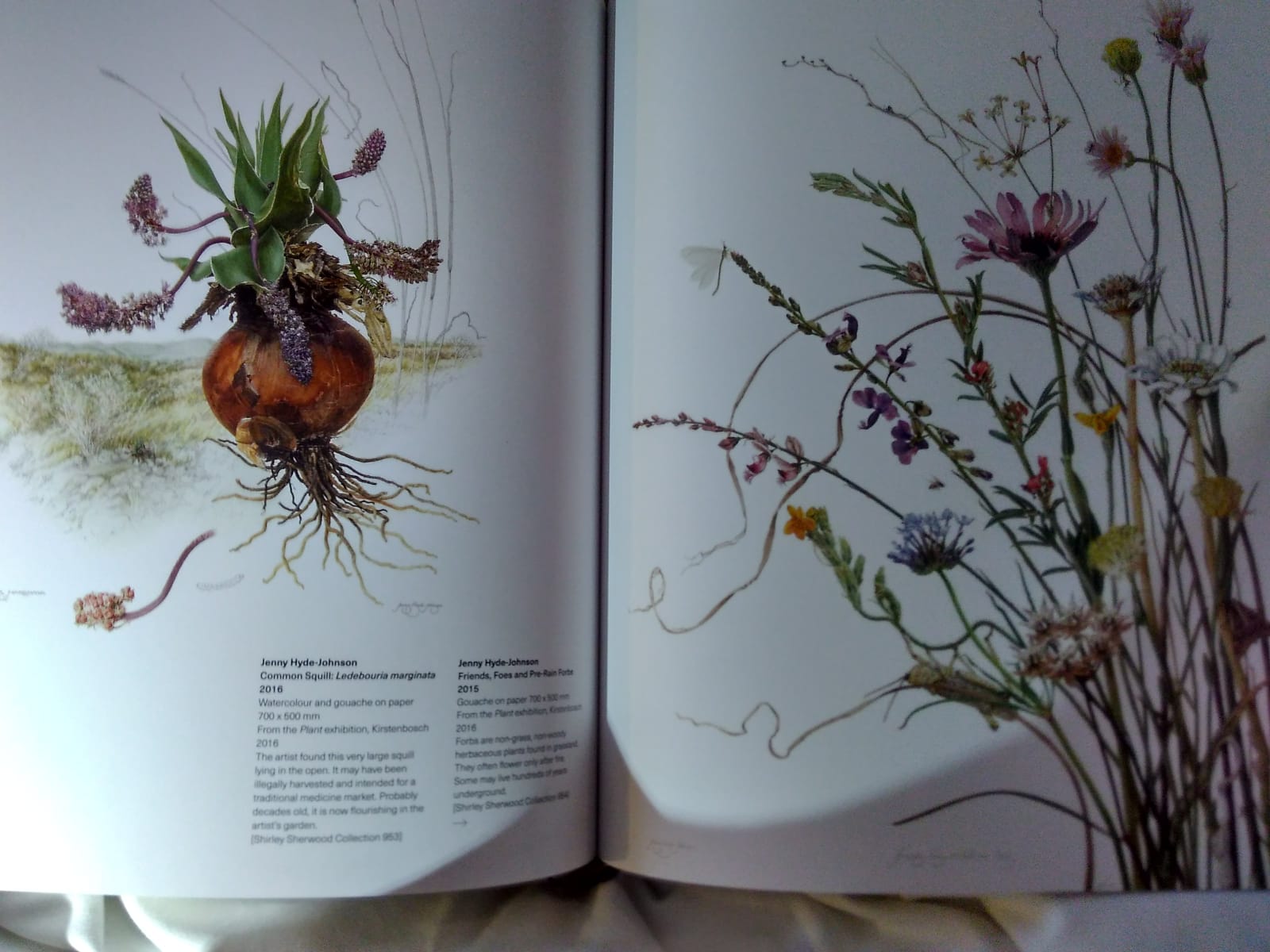 Ledebouria and Pre-rain forbs