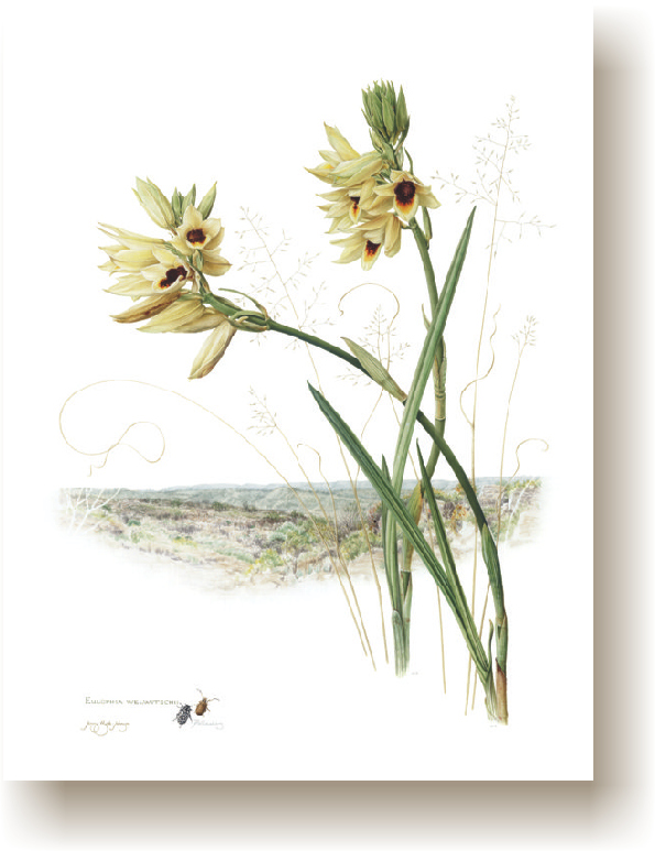 eulophia_welwitschii.jpg (182225 bytes)