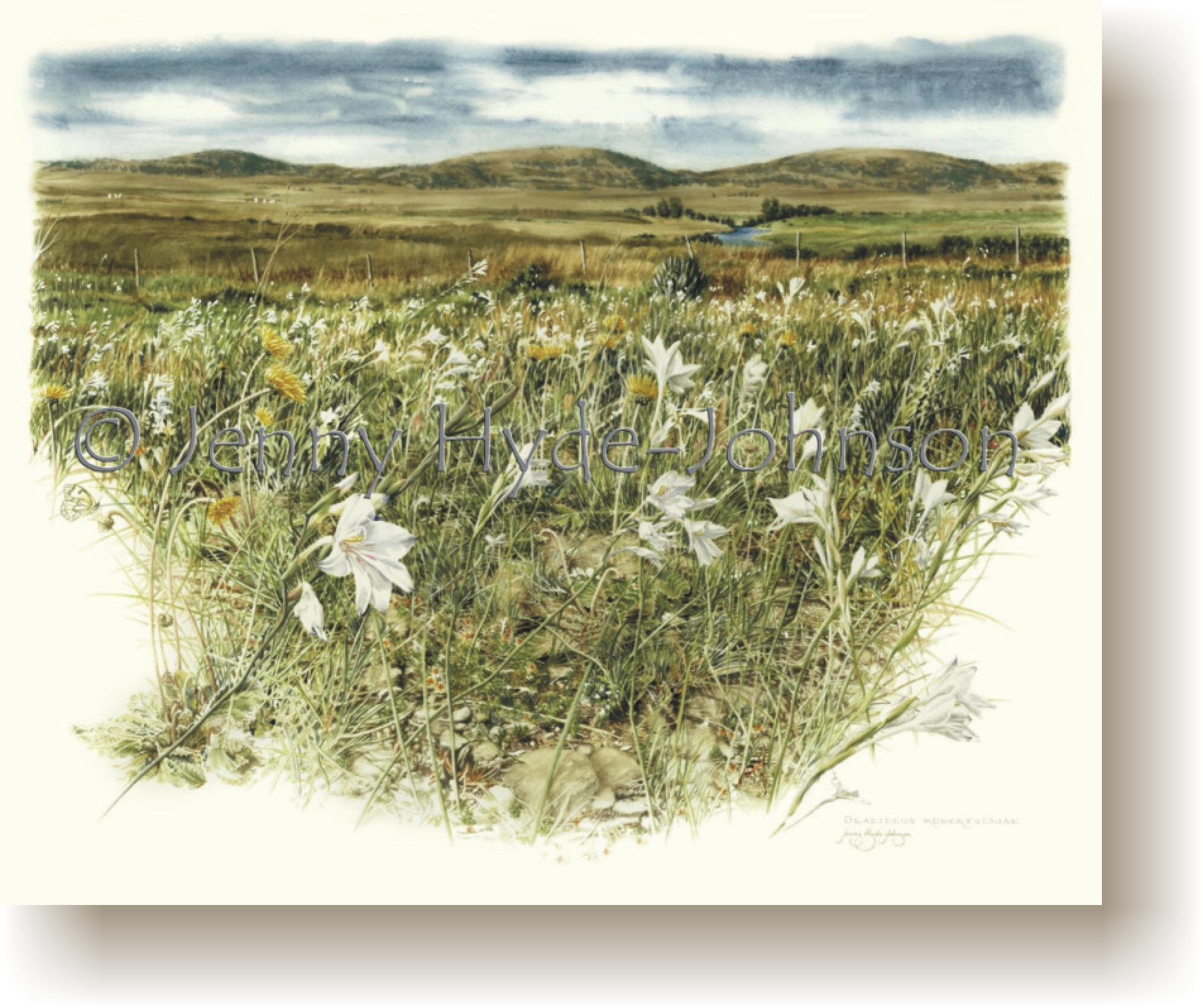 gladiolus_robertsoniae.jpg (1470912 bytes)