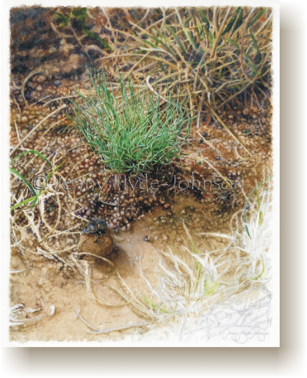 ledebouria_leptophylla.jpg (1245413 bytes)