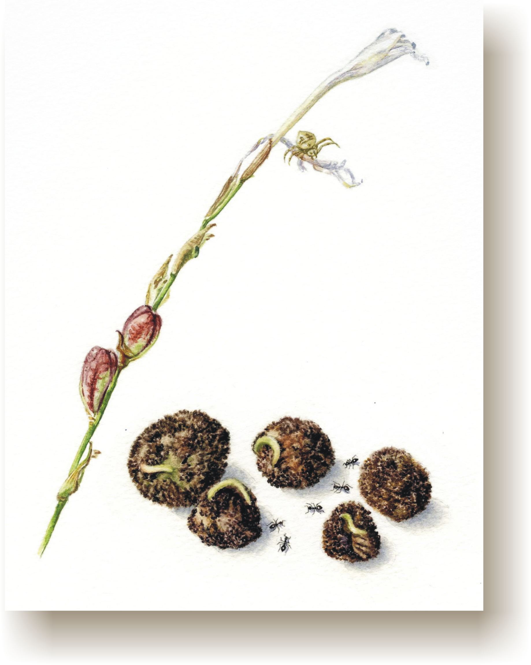 seeds.jpg (238709 bytes)