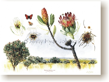 th_protea_roupelliae.jpg (56471 bytes)