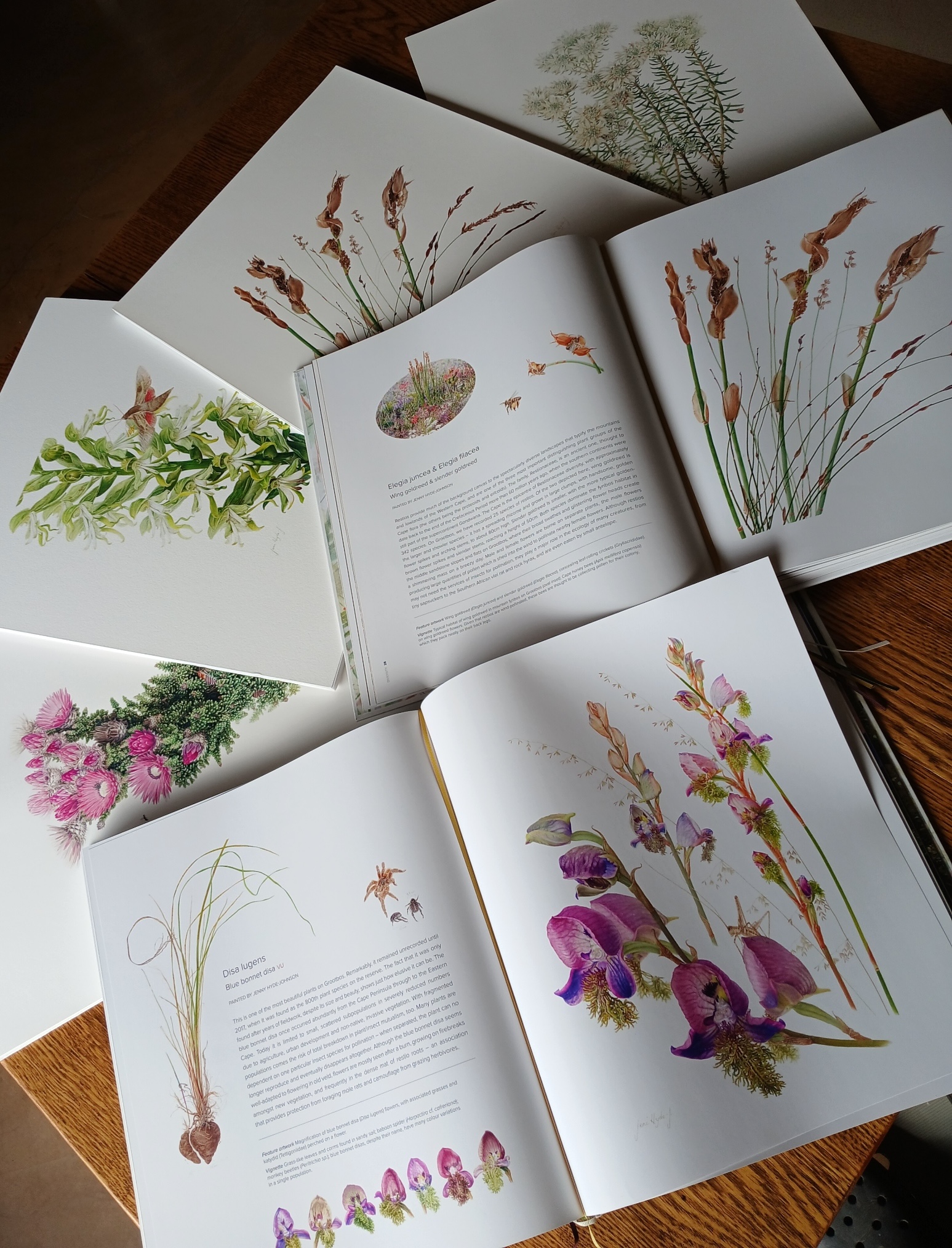 Florilegium paintings
